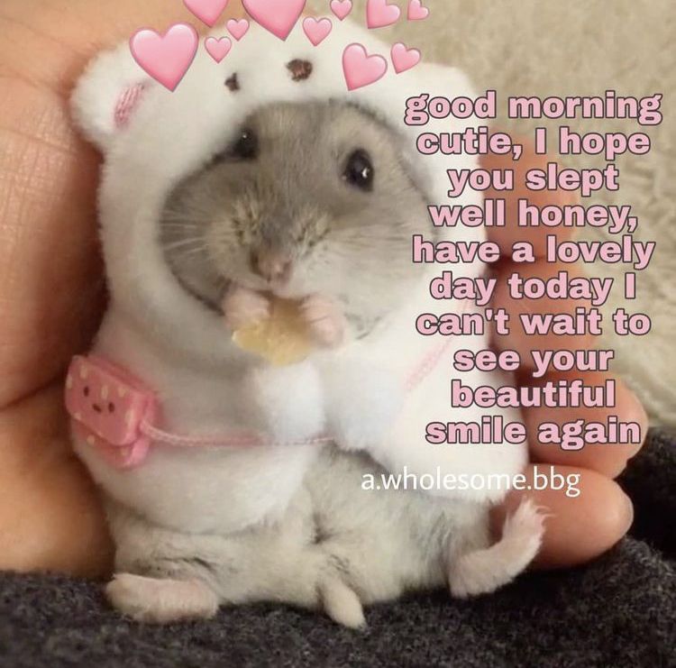 Featured image of post Morning Cutie Good Morning Wholesome Memes