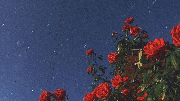 Featured image of post Rose Wallpaper Aesthetic Computer