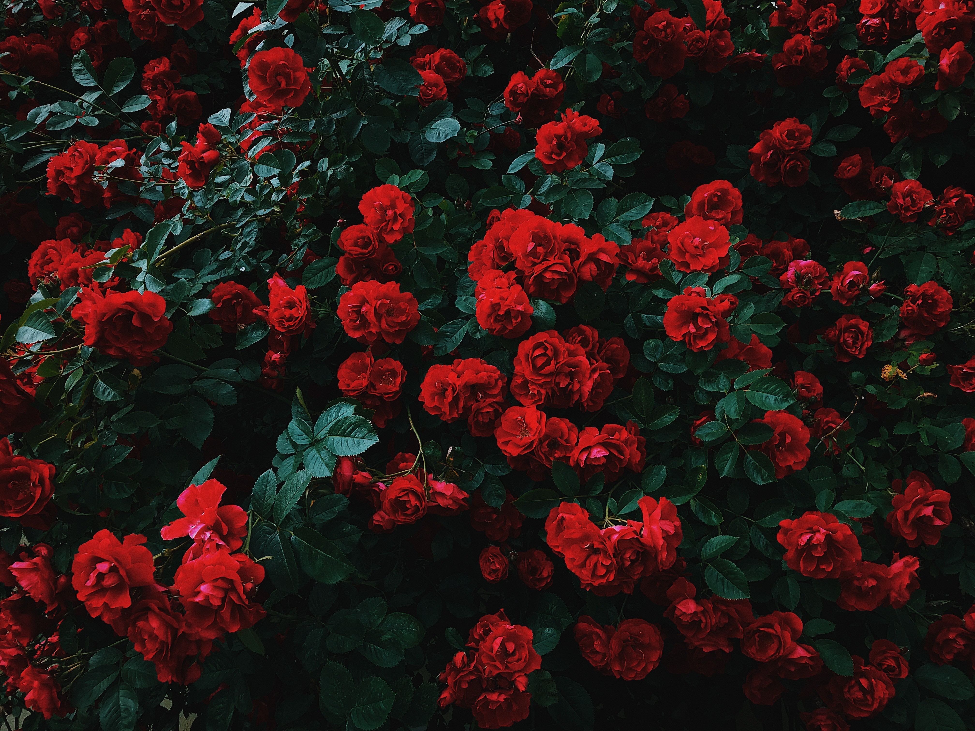 Featured image of post Rose Wallpaper Aesthetic For Laptop