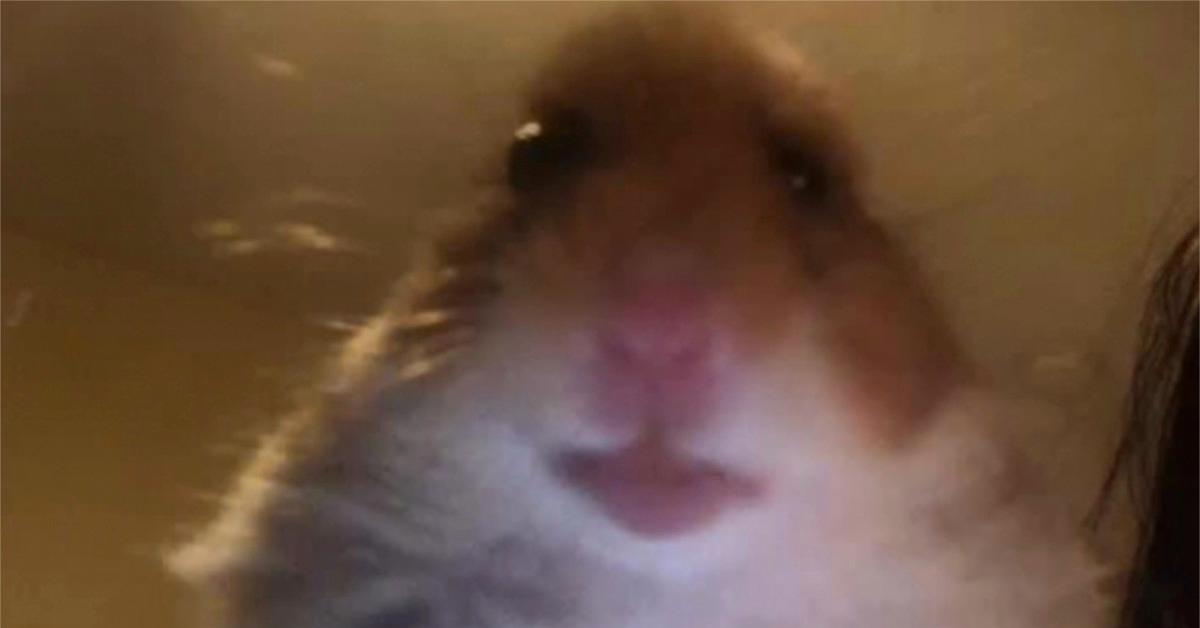 Featured image of post Tiktok Pfp Hamster